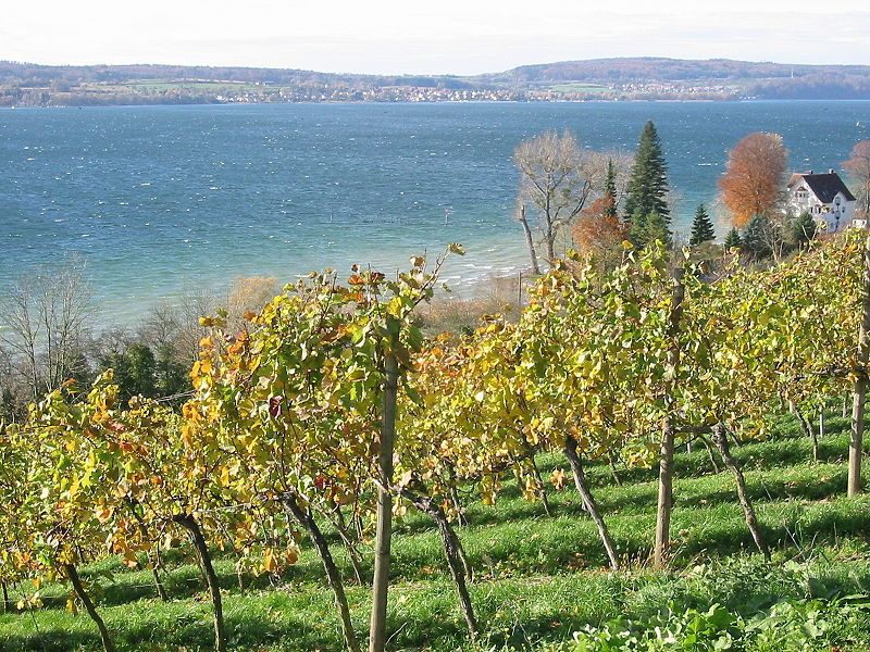 File:Bodensee Weinbau Birnau.jpg