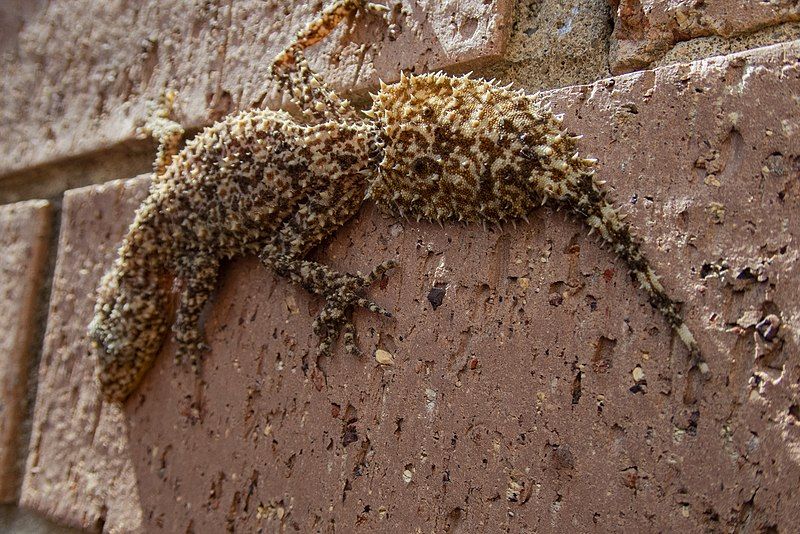 File:Broad-tailed Gecko 2.jpg