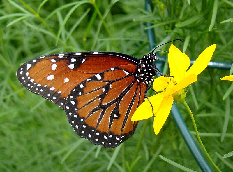 File:Butterfly House 2.JPG