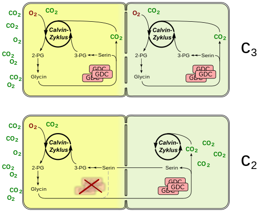 File:C2 Photosynthesis.svg