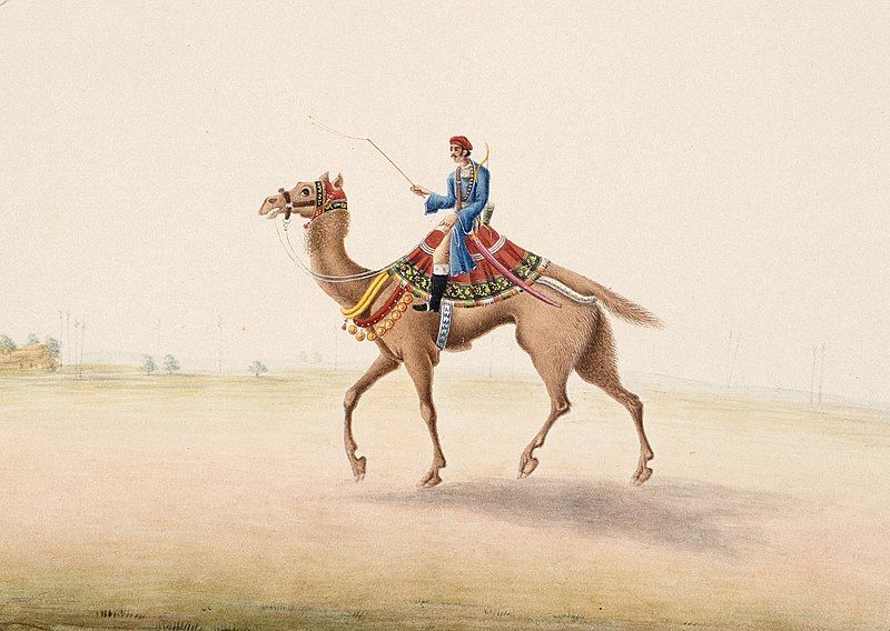 File:Camel Rider,.jpg