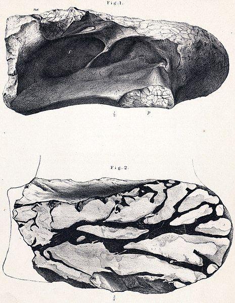 File:Chondrosteosaurus.jpg