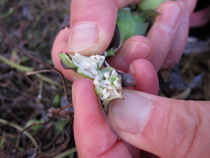 File:Codonopsis lanceolata (seeds).jpg