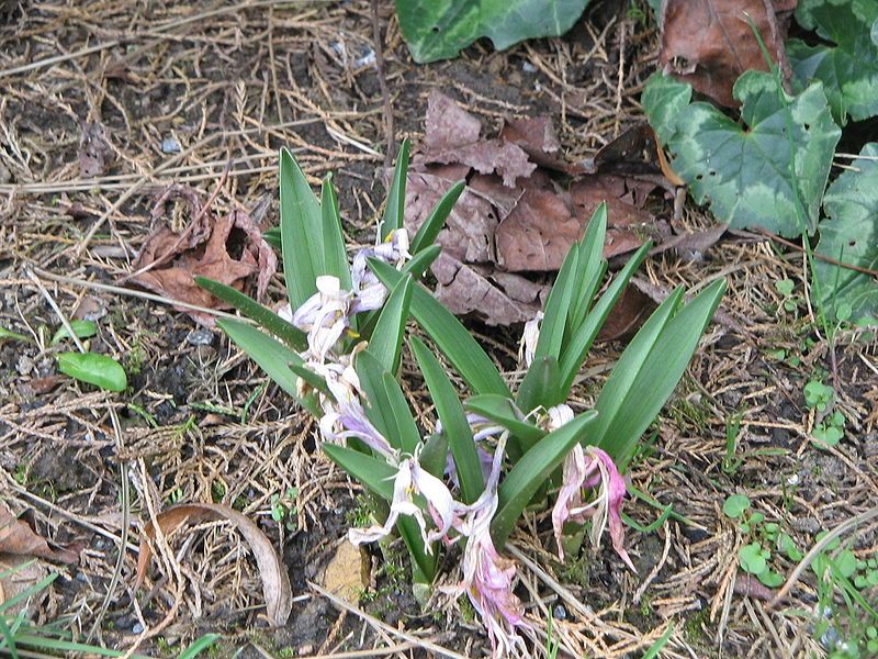 File:Colchicum bulbocodium fading.jpg