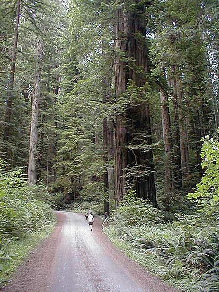 File:Costal Redwood.jpg