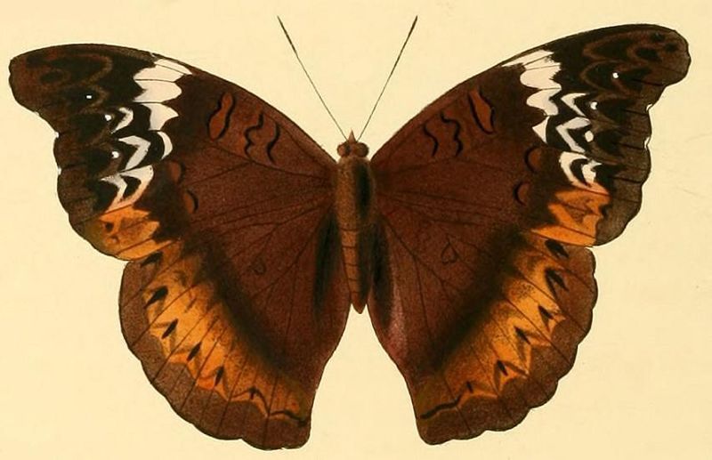 File:Cymothoe hesiodus3.JPG