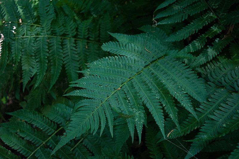 File:Dryopteris goldiana10.jpg