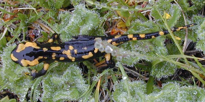 File:Dscn1242-salamander crop 500x1000.jpg