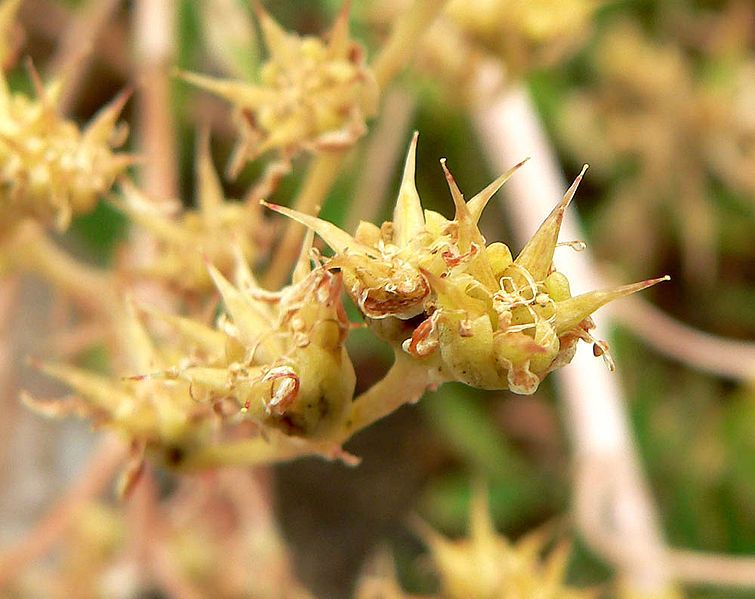 File:Dudleya edulis 3.jpg