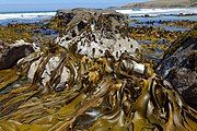 D. poha at Purakanui Bay, Otago