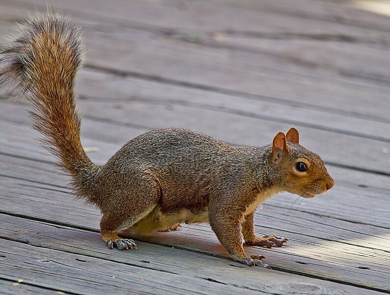 File:EasternGraySquirrel.jpg