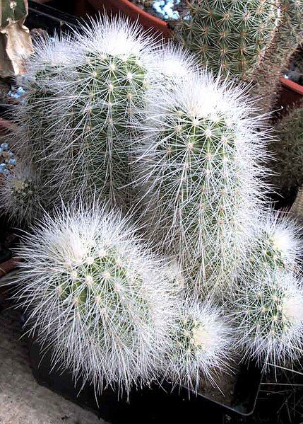 File:Echinocereus nivosus 3.jpg