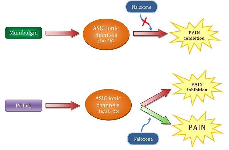 File:Esquema mambalgina.jpg