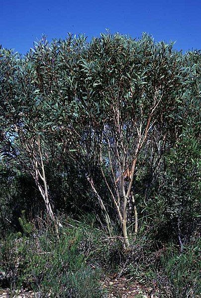 File:Eucalyptus erectifolia.jpg