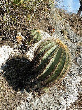 Habitat in Gilo, Hidalgo