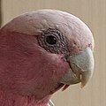 male Galah