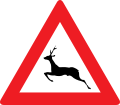 Rehe auf der Straße