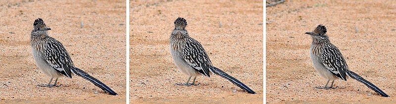 File:Greater Roadrunner Collage.jpg