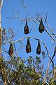 Grey-headed flying foxes in Royal Botanic Gardens, Sydney