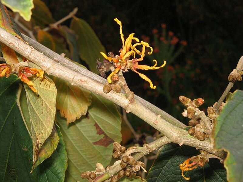 File:Hamamelis 'Jelena' herfst03.jpg