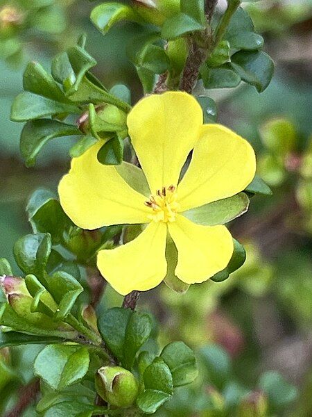 File:Hibbertia circumdens.jpg