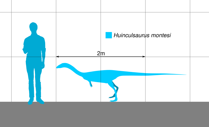 File:Huinculsaurus Scale.svg