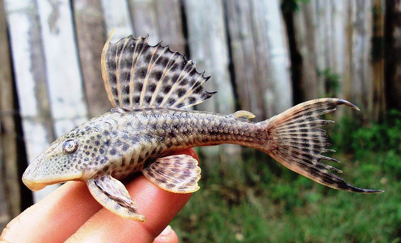 File:Hypostomus hondae.jpg