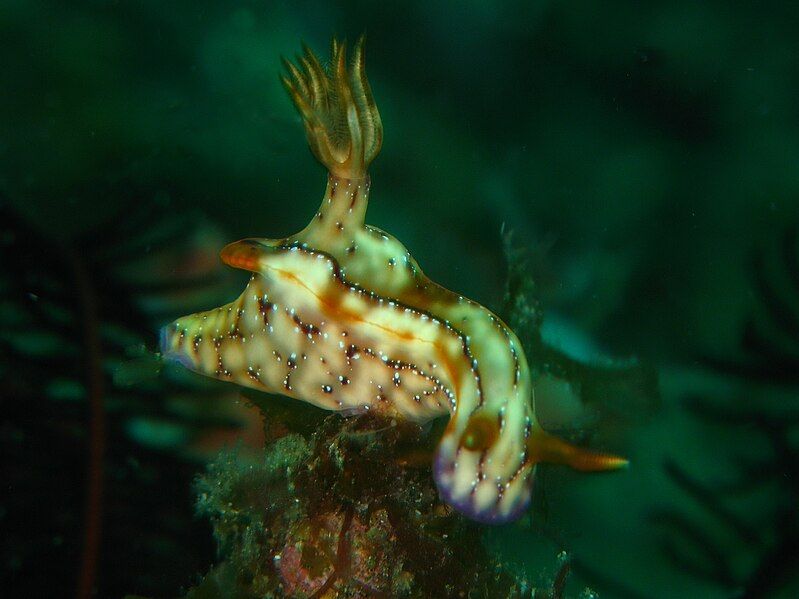 File:Hypselodoris krakatoa.jpg