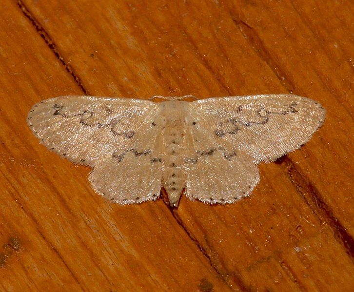 File:Idaea hilliata 24845650.jpg