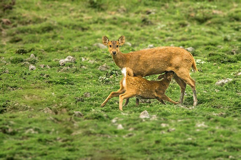 File:Indian Hog Deer.jpg