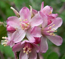 Cluster of five pale pink and slightly translucent flowers with five petals on each bloom