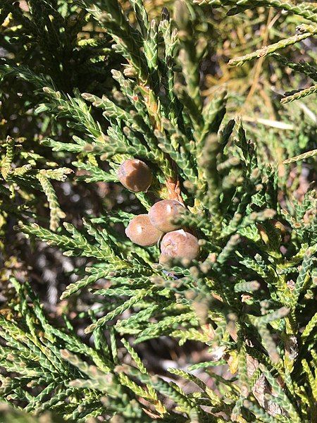 File:Juniperus indica 58776887.jpg