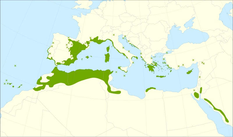 File:Juniperus phoenicea range.svg