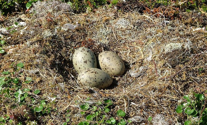 File:Larus marinus eggs.jpg