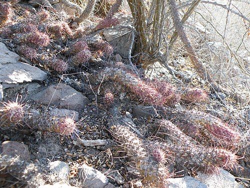 Plant growing in habitat in La Paz, Baja California Sur