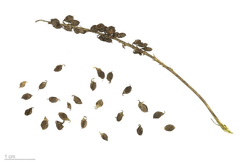 File:Melilotus albus MHNT.BOT.2008.1.31.jpg