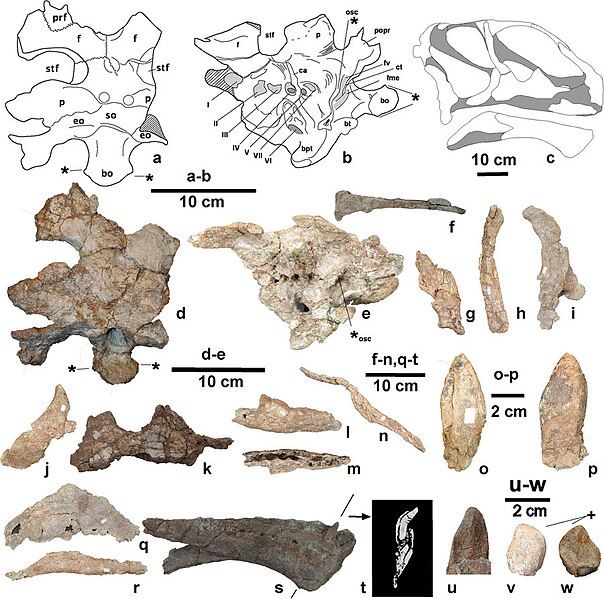 File:Mierasaurus crania.jpg