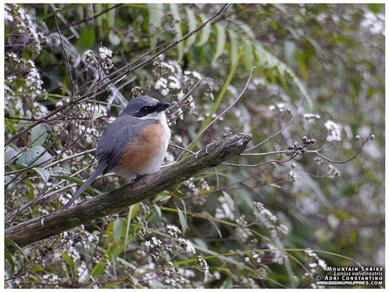 File:Mountain Shrike.jpg