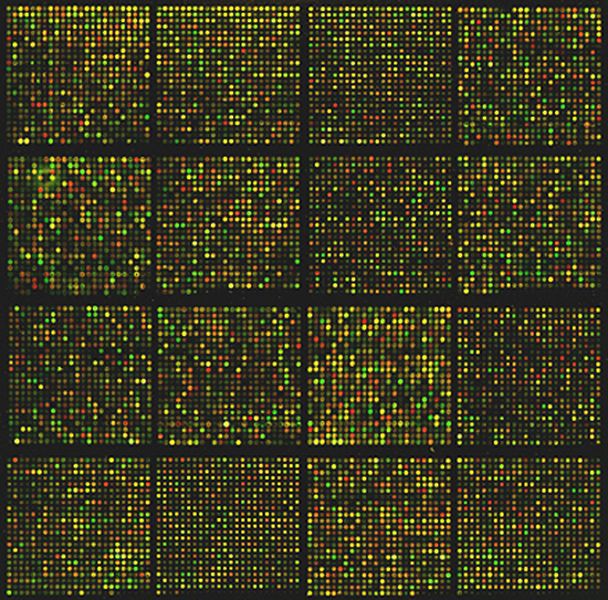 File:Mouse cdna microarray.jpg