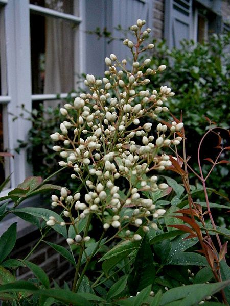 File:Nandina domestica02.jpg