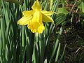 Narcissus hispanicus close-up