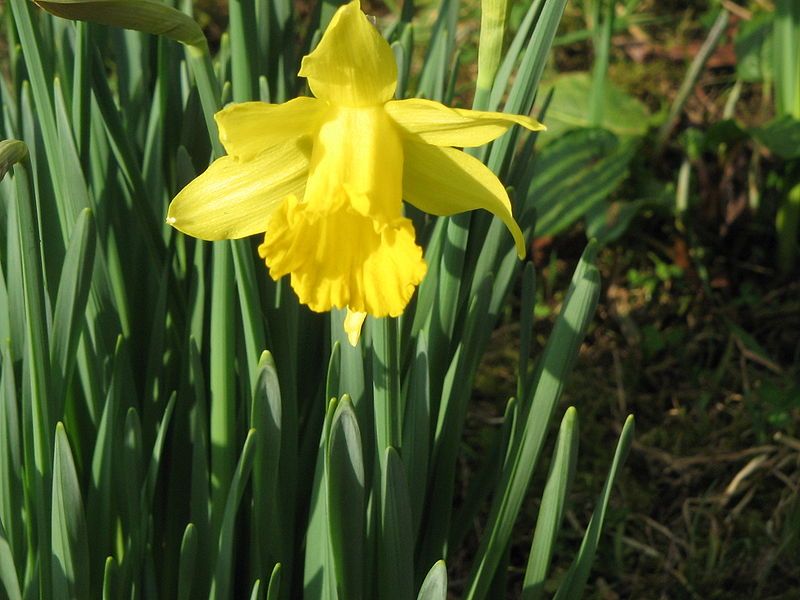 File:Narcissus hispanicus closeup.jpg