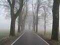 Nebel auf einer Alee Straße nahe Leutkirch (Baden-Württemberg, Deutschland)