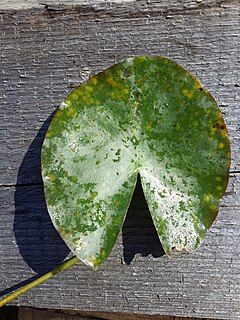 Adaxial leaf surface of Nymphaea candida