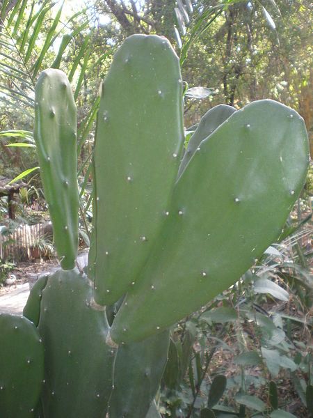 File:Opuntia auberi 2c.JPG