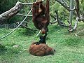 Orangutans-Siamang05