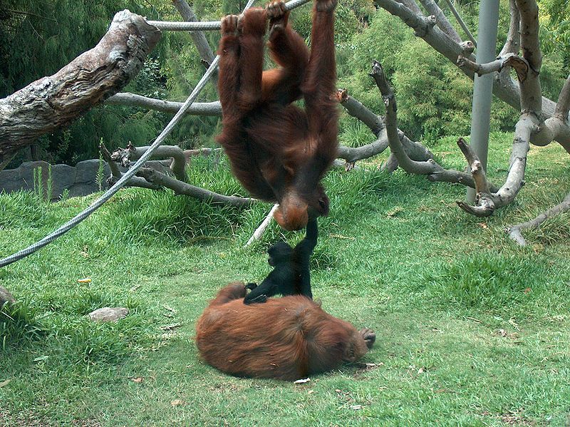 File:Orangutans-Siamang05.jpeg