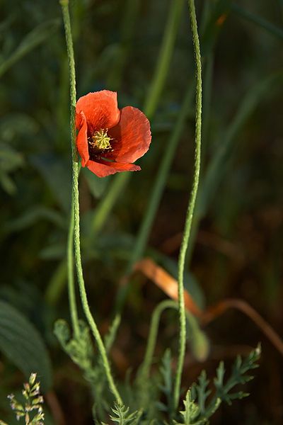 File:Papaver dubium a.jpg