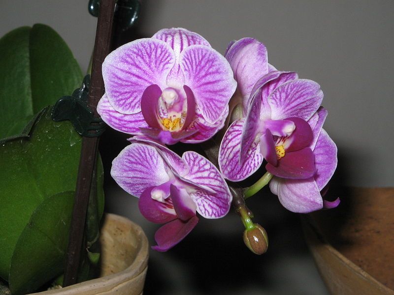 File:Phalaenopsis cv small.jpg