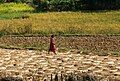 Grain harvest